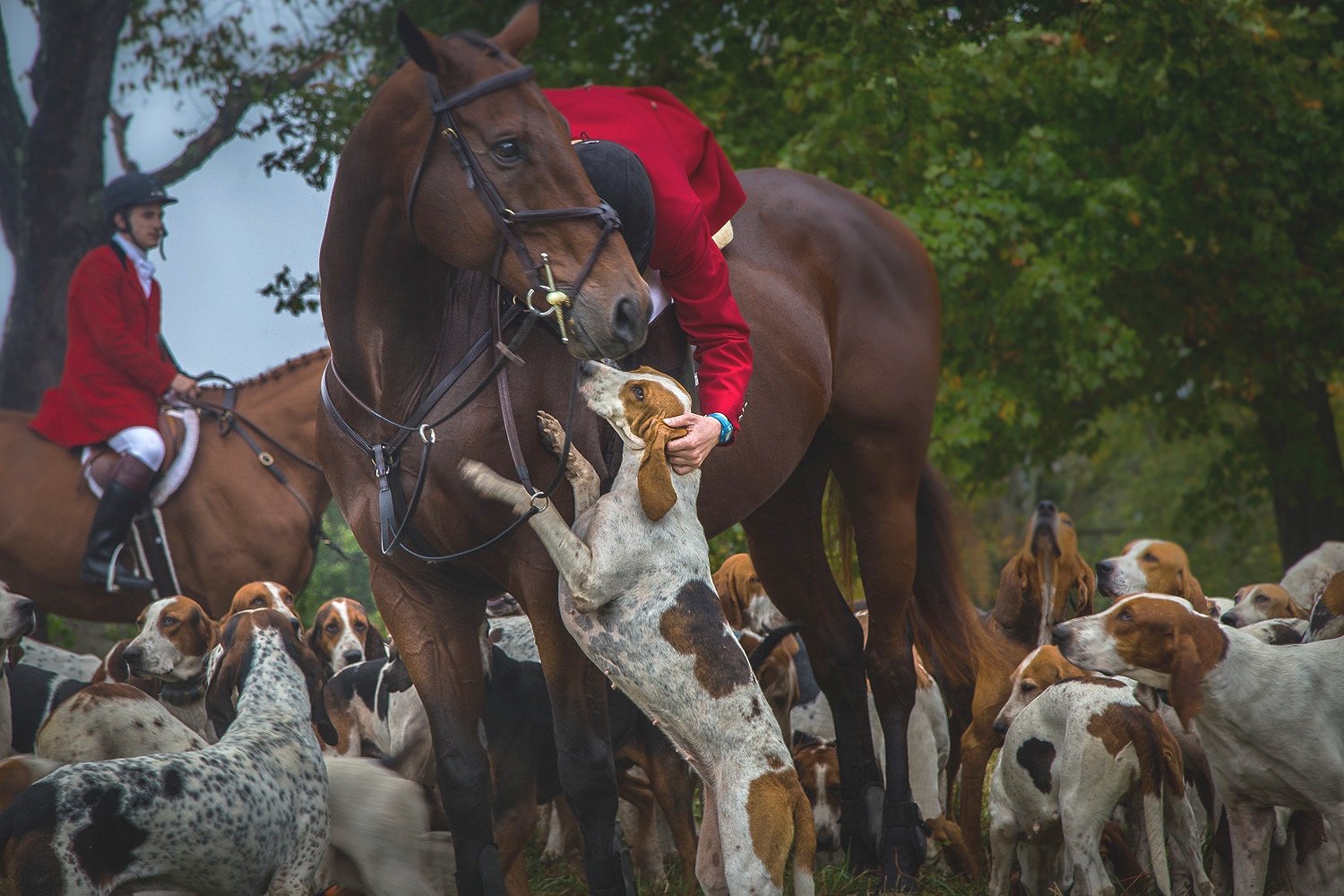  Horses and Fox Hounds 