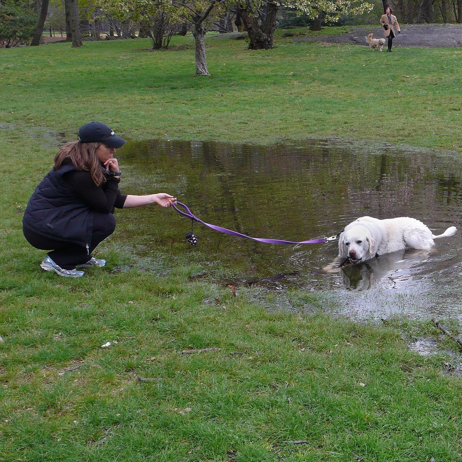 Can't Keep a Good Dog Down,  Central Park