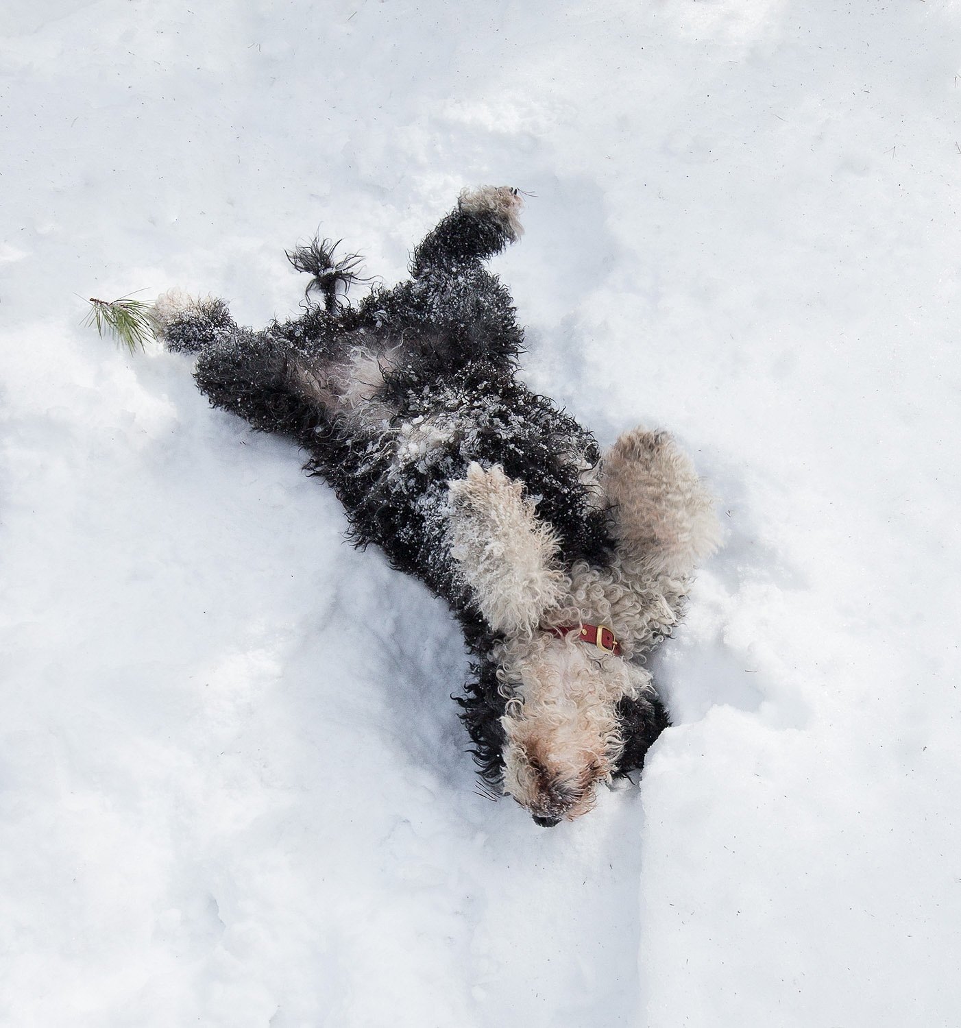 Snow Angels, Bettyboo