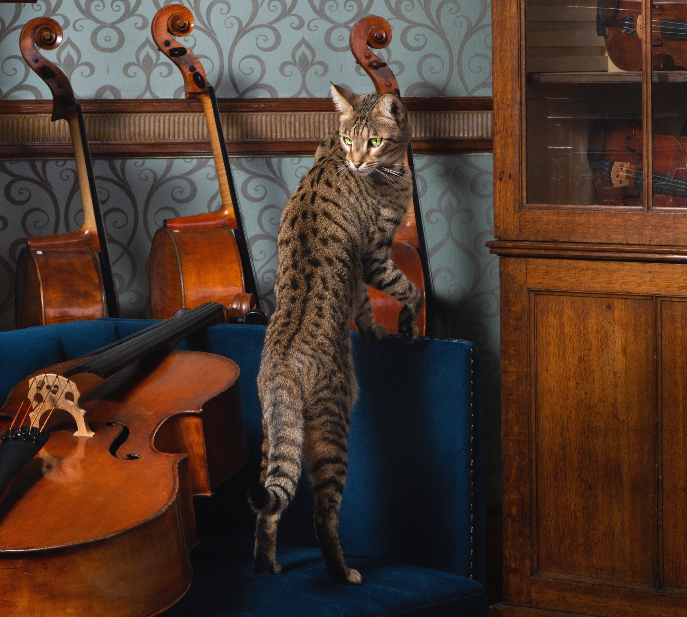 Savannah Cat