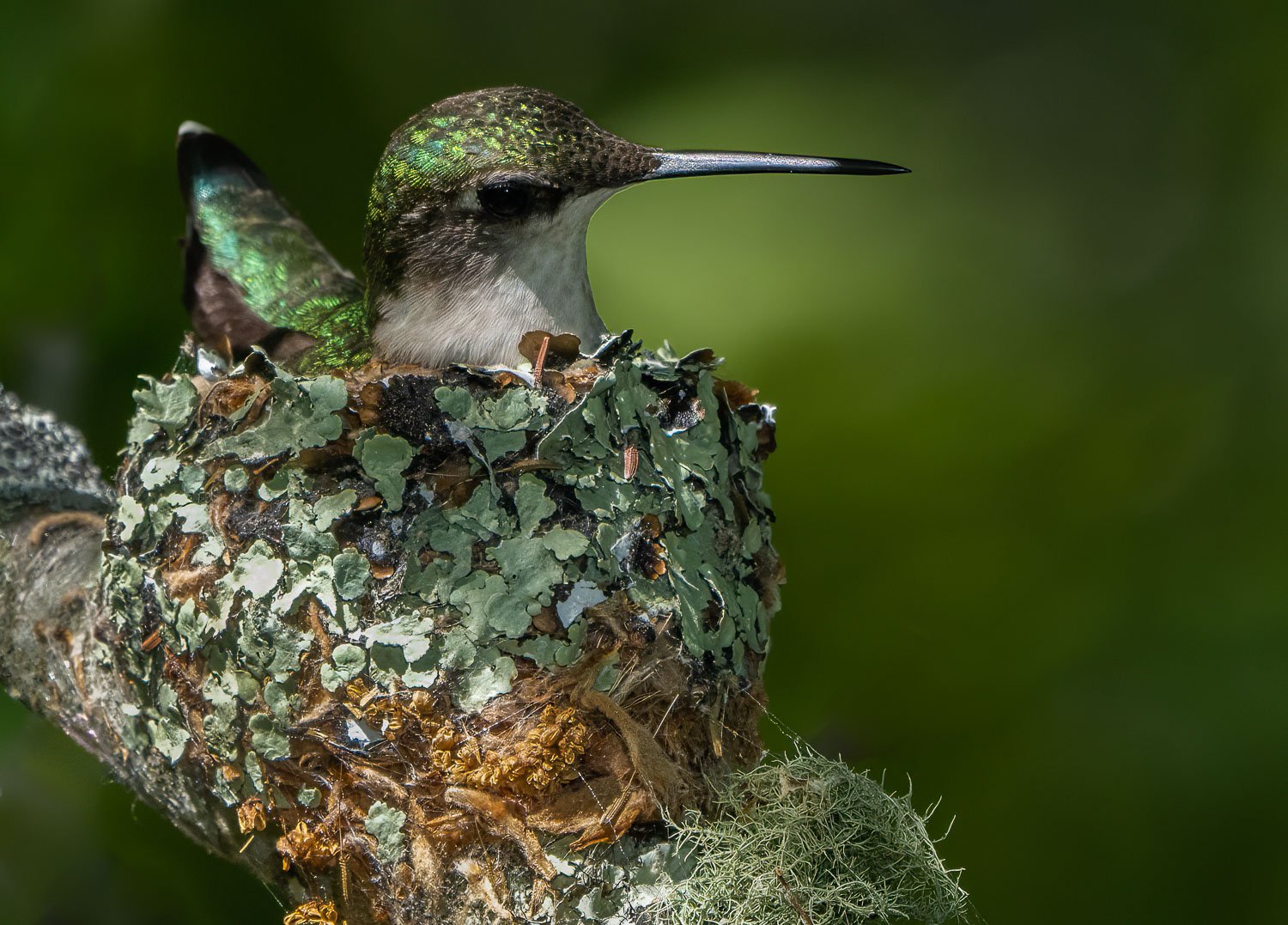 Hummingbird on her eggs.