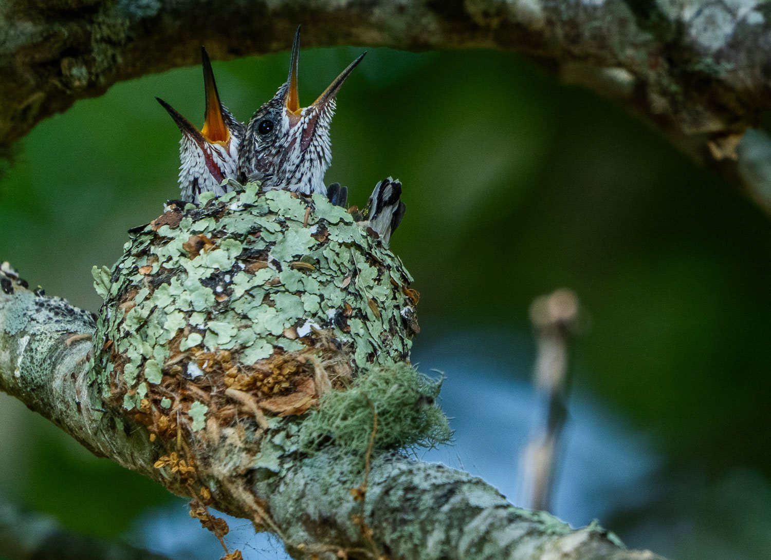  Chicks getting ready to fledge the nest 