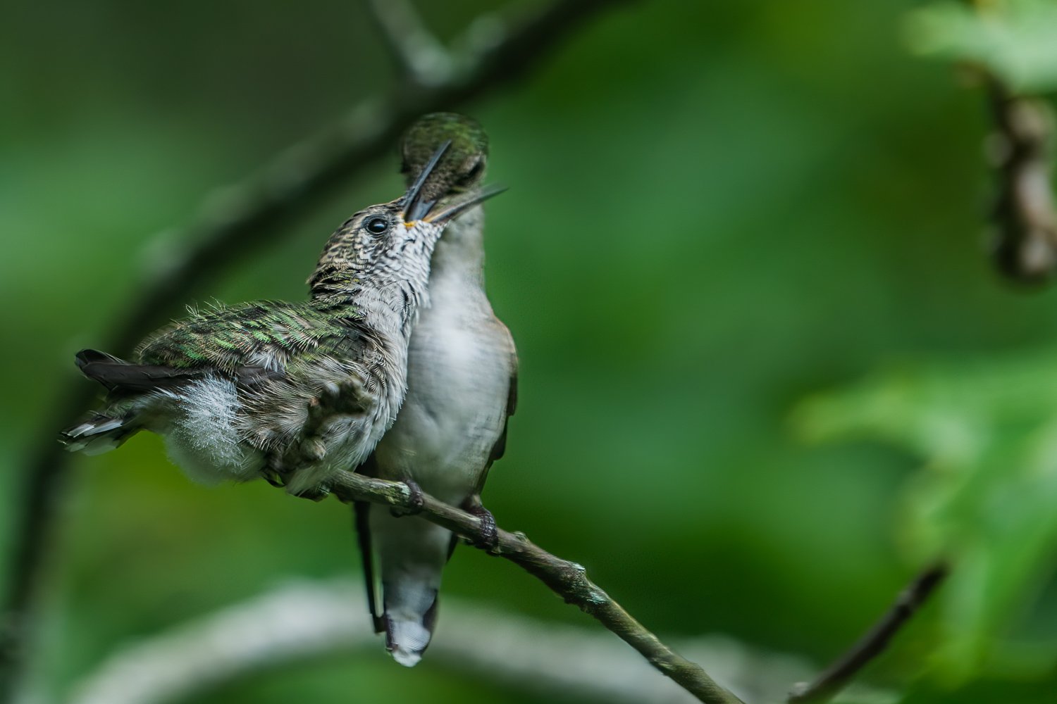  Mom feeding young fledgling 