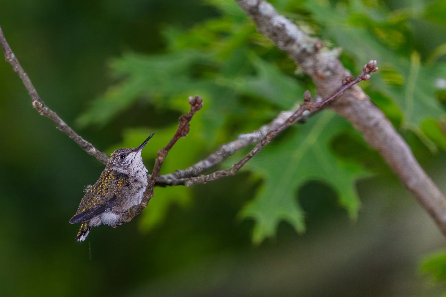 Timing is everything. Somehow,  I spotted this newly fledged chick on a branch. 