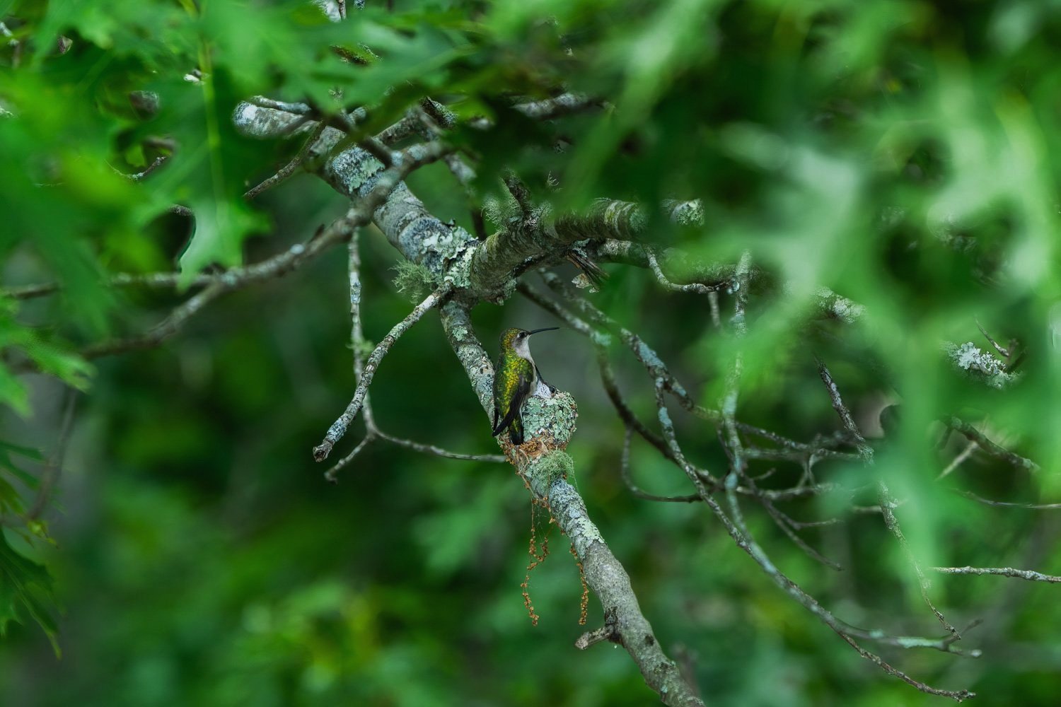  Hard to spot a nest this well camouflaged 