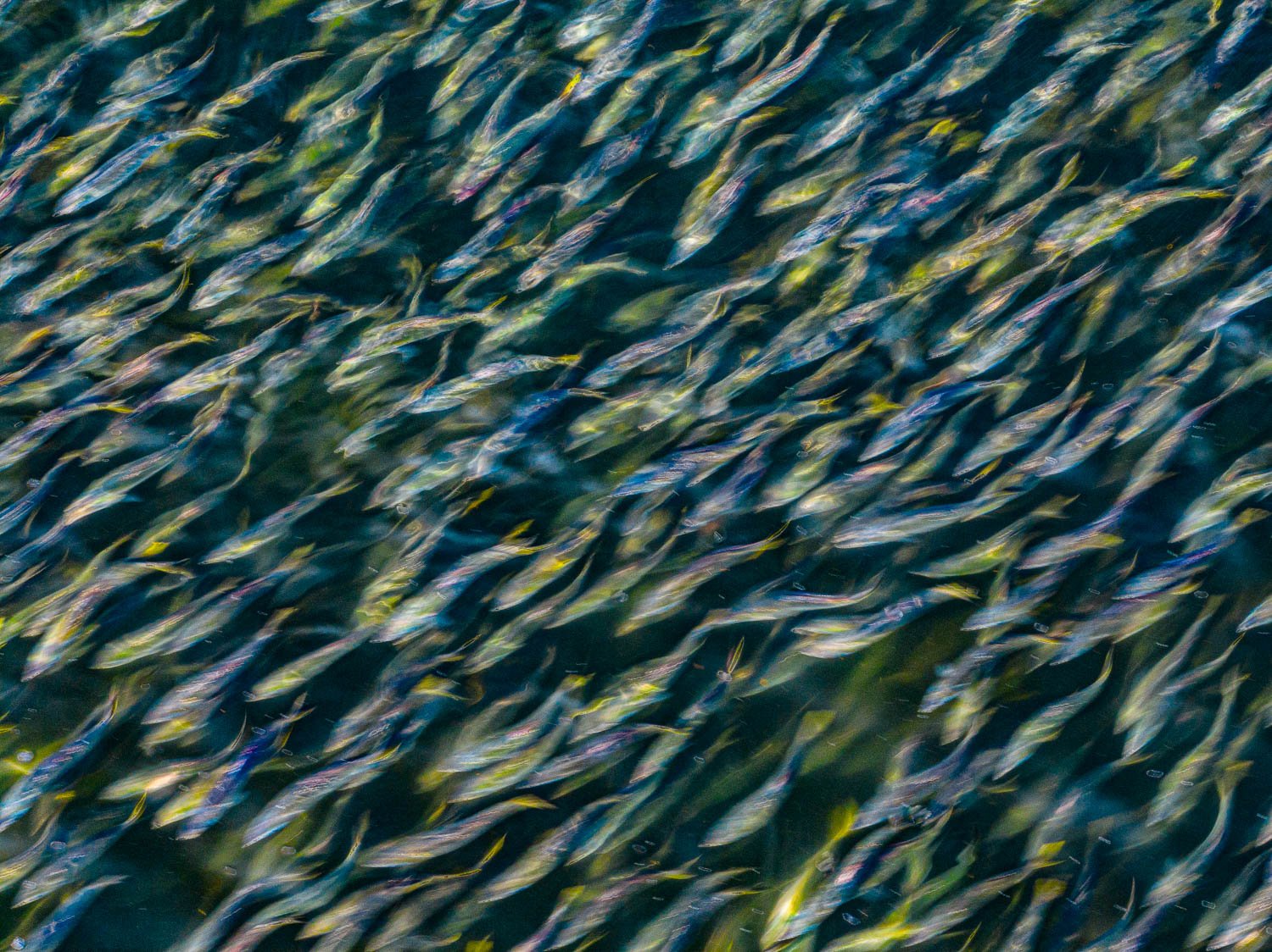 Menhaden Abstract