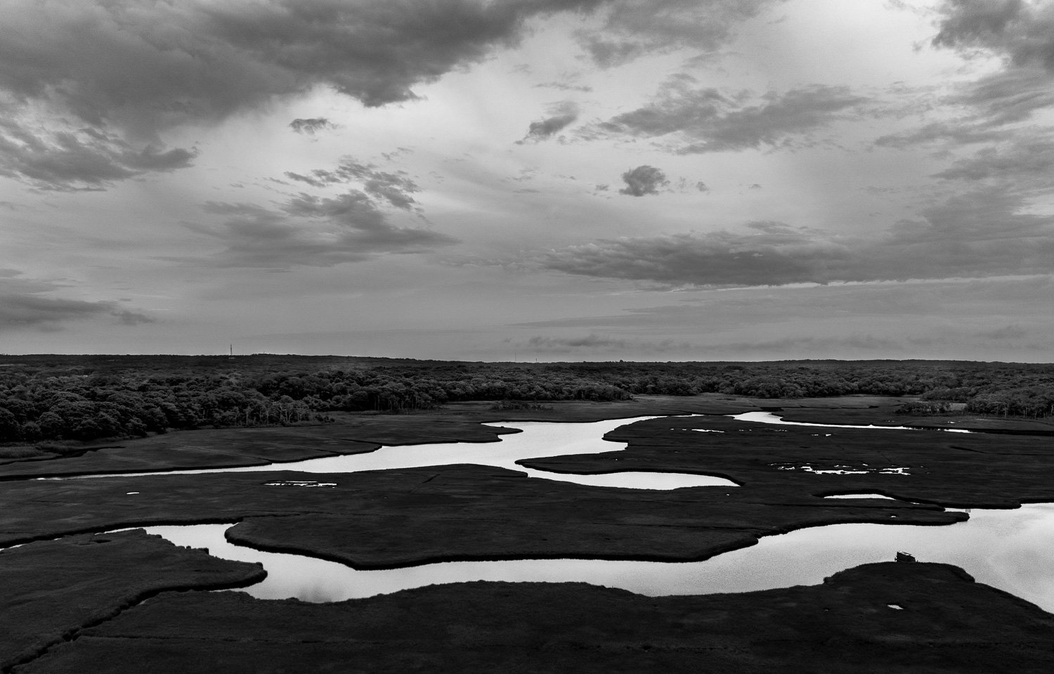 Wetlands Black and White
