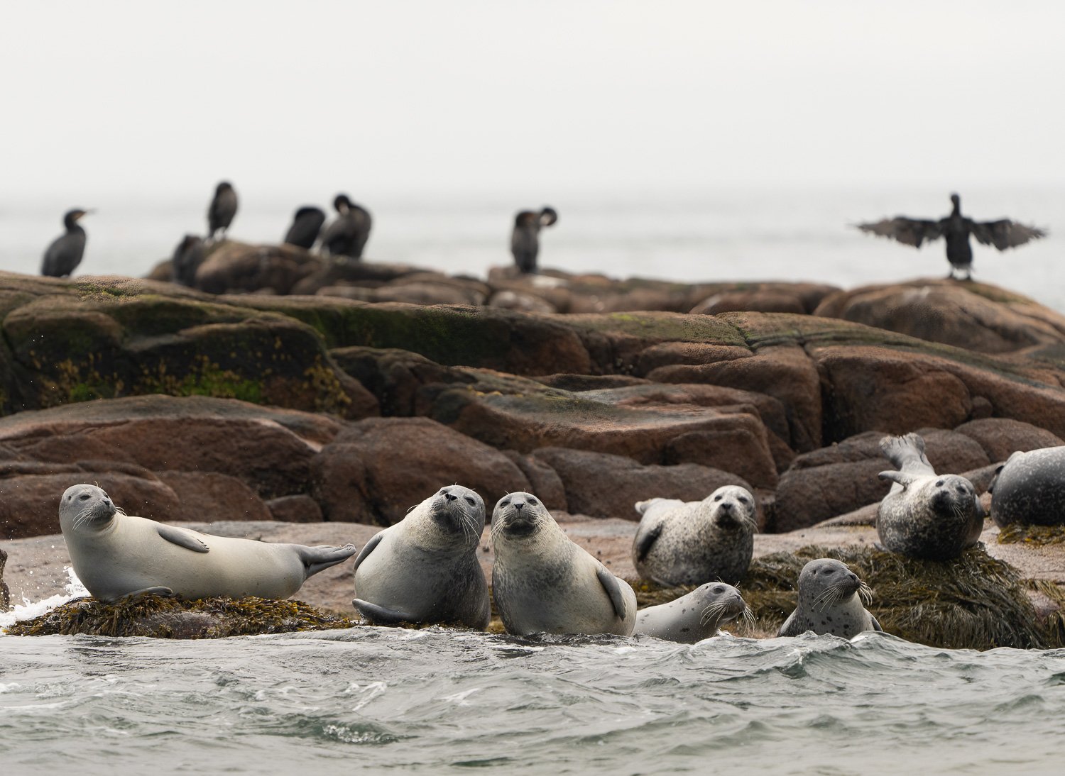 Harbor Seals and Cormorants