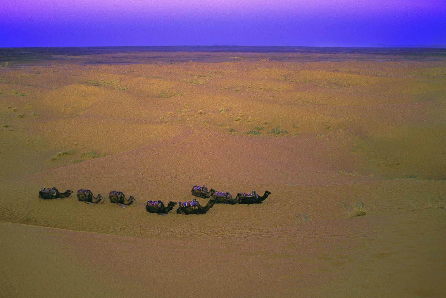 Camels Twilight