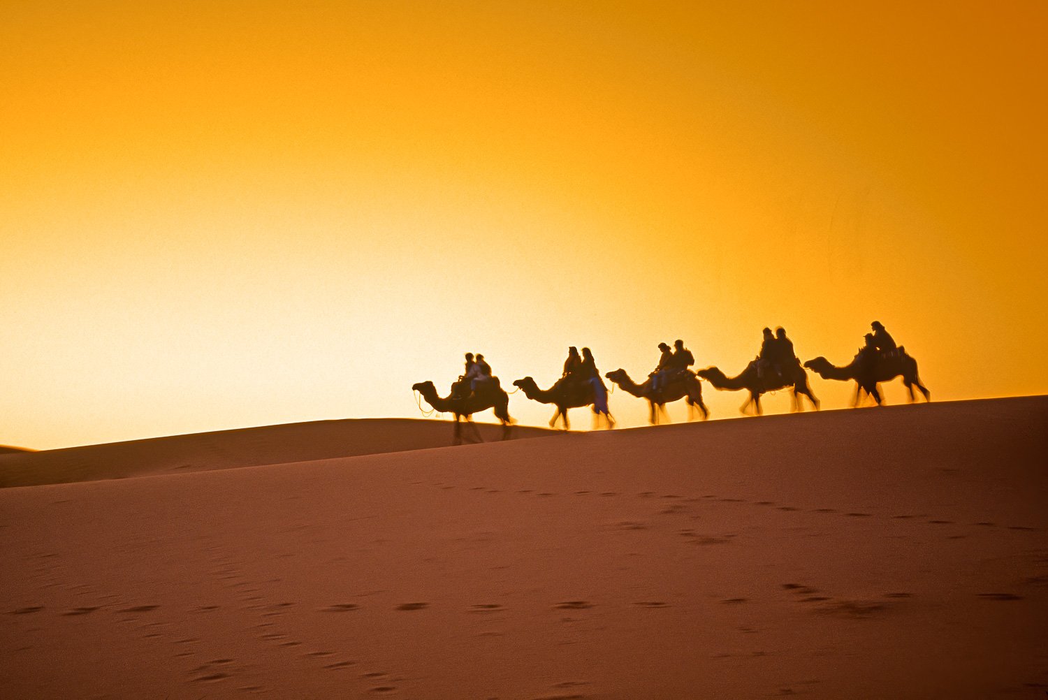 Camel Caravan Sunrise