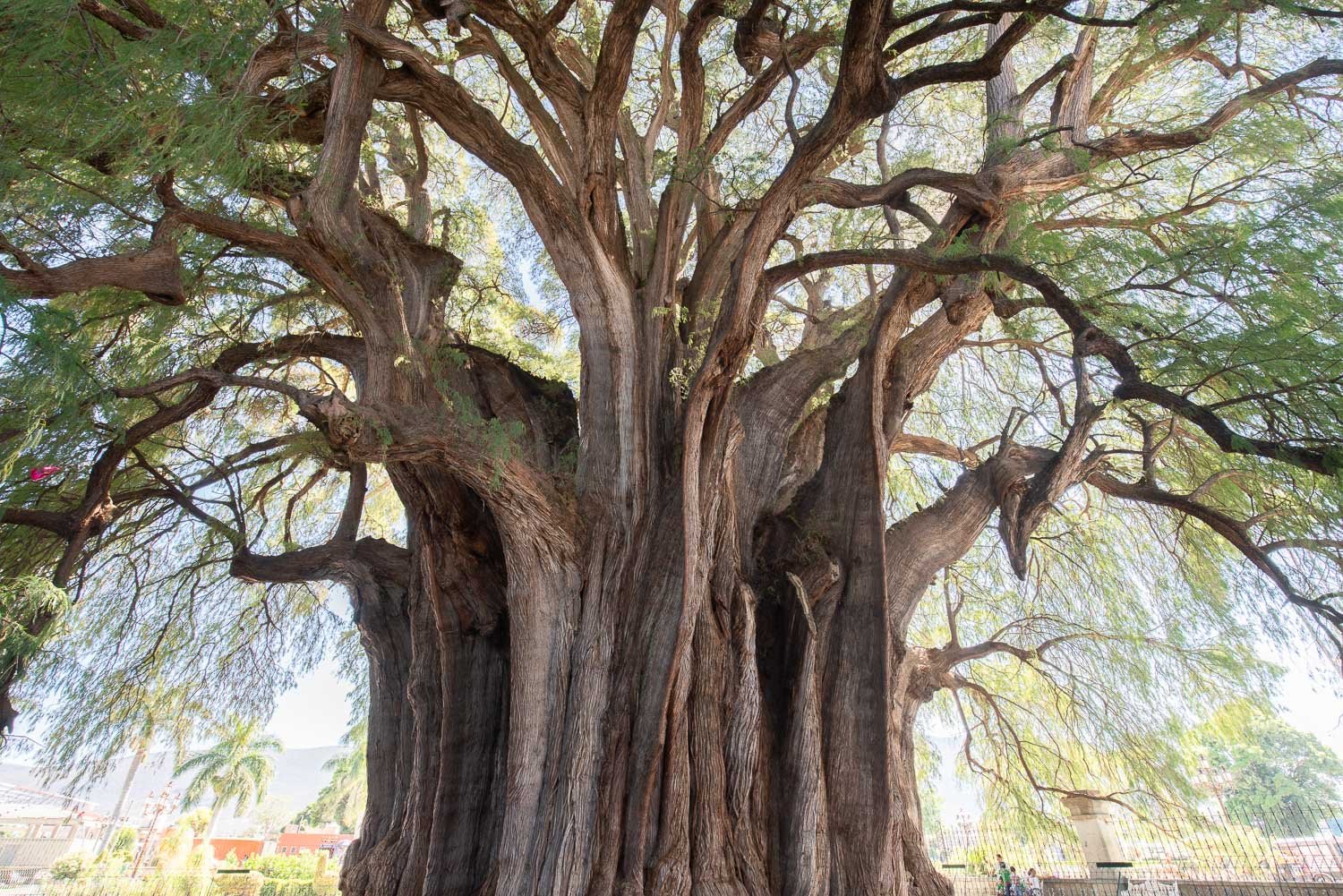 Oldest Tree in Oaxaca