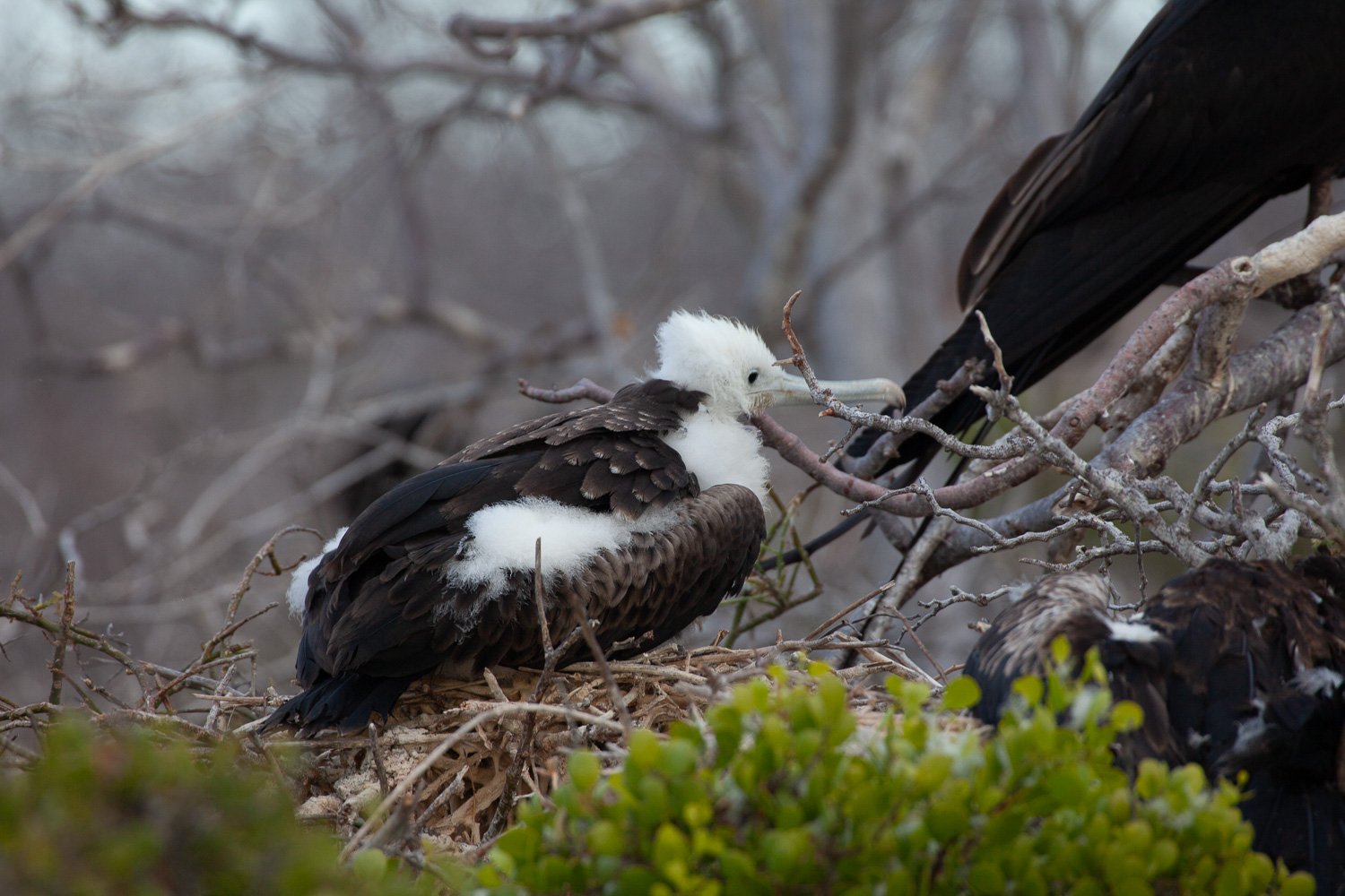 Young Albatross