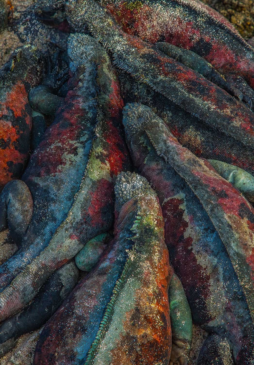 Marine Iguanas