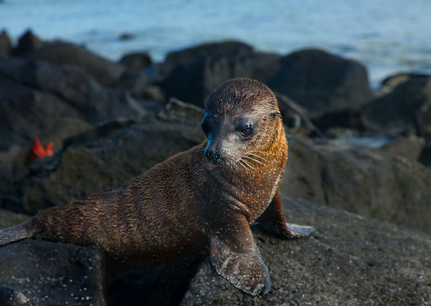 Sea Lion Pup