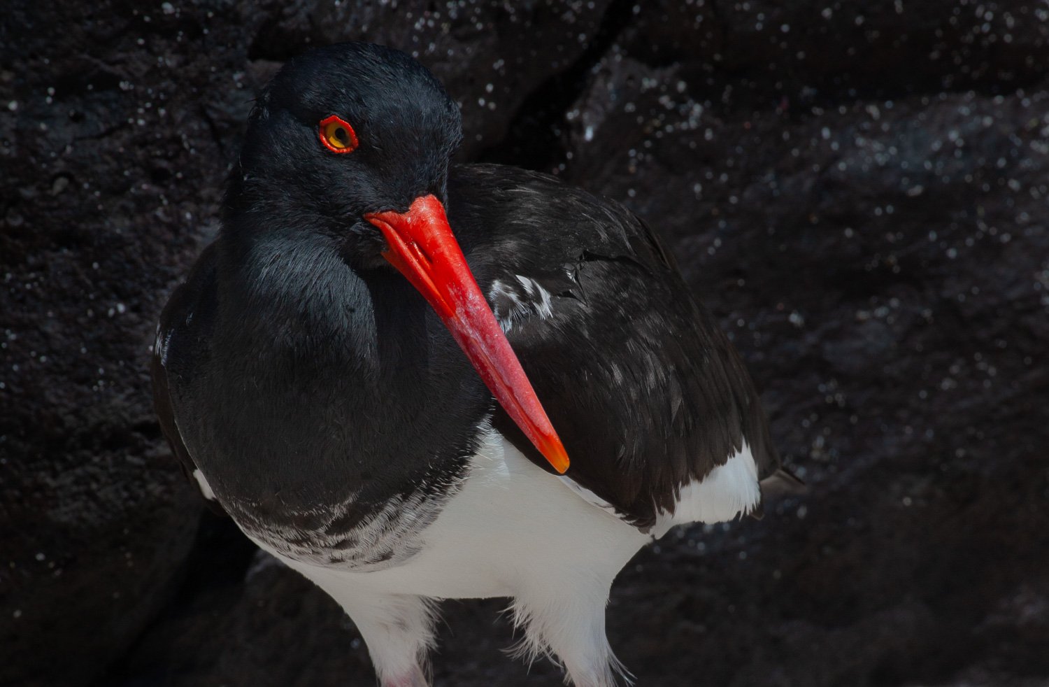 American Oyster Catcher