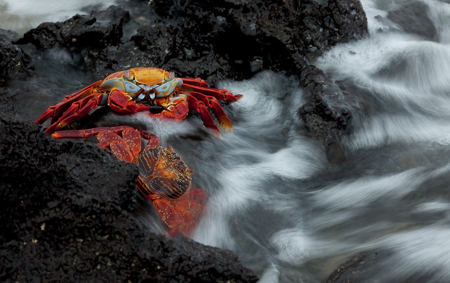 Sally Lightfoot, Crab