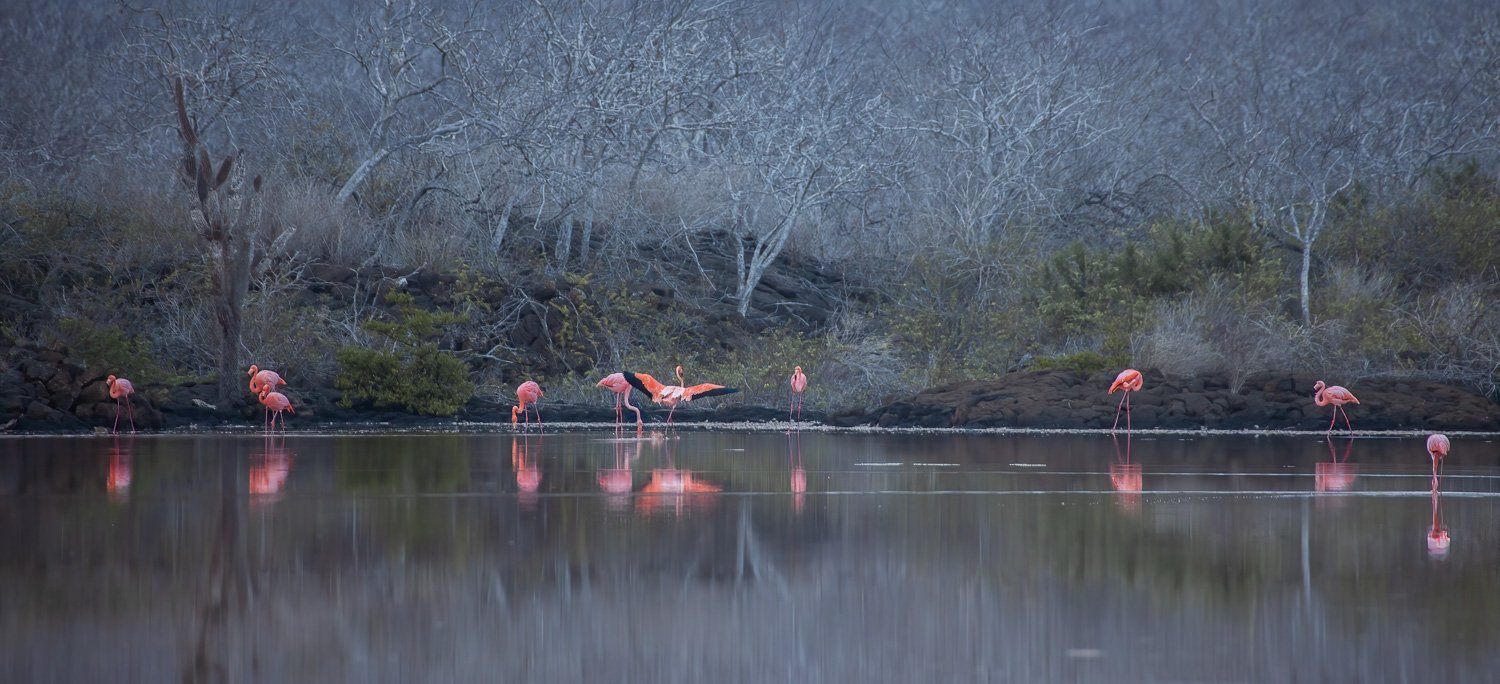 Flamingos