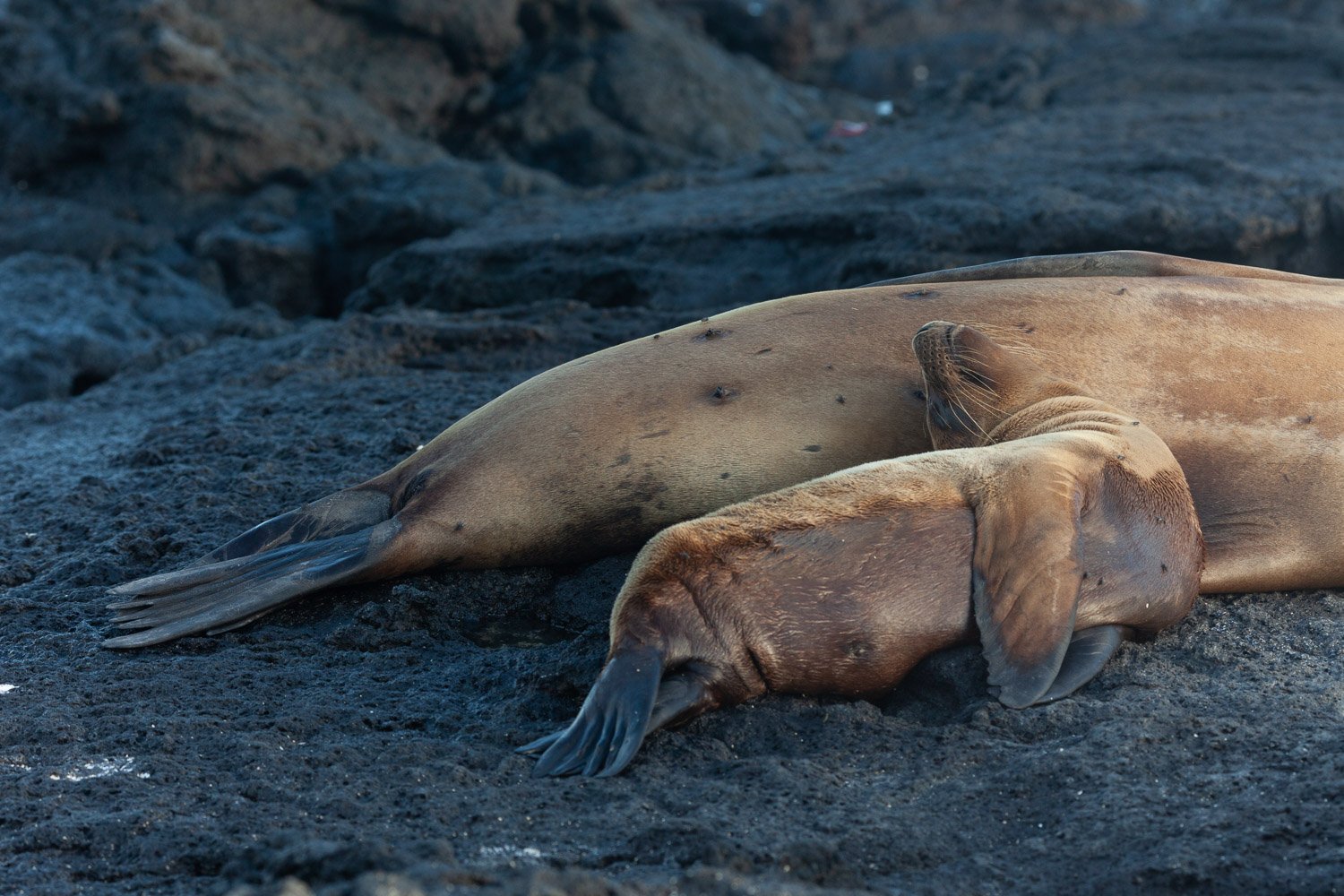 Seal pup and mom