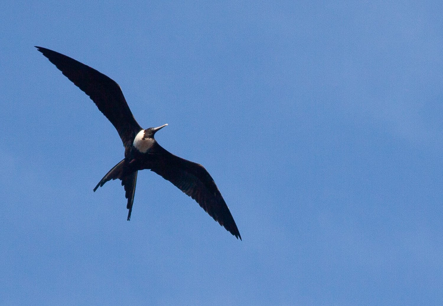 Friogate, Galapagos