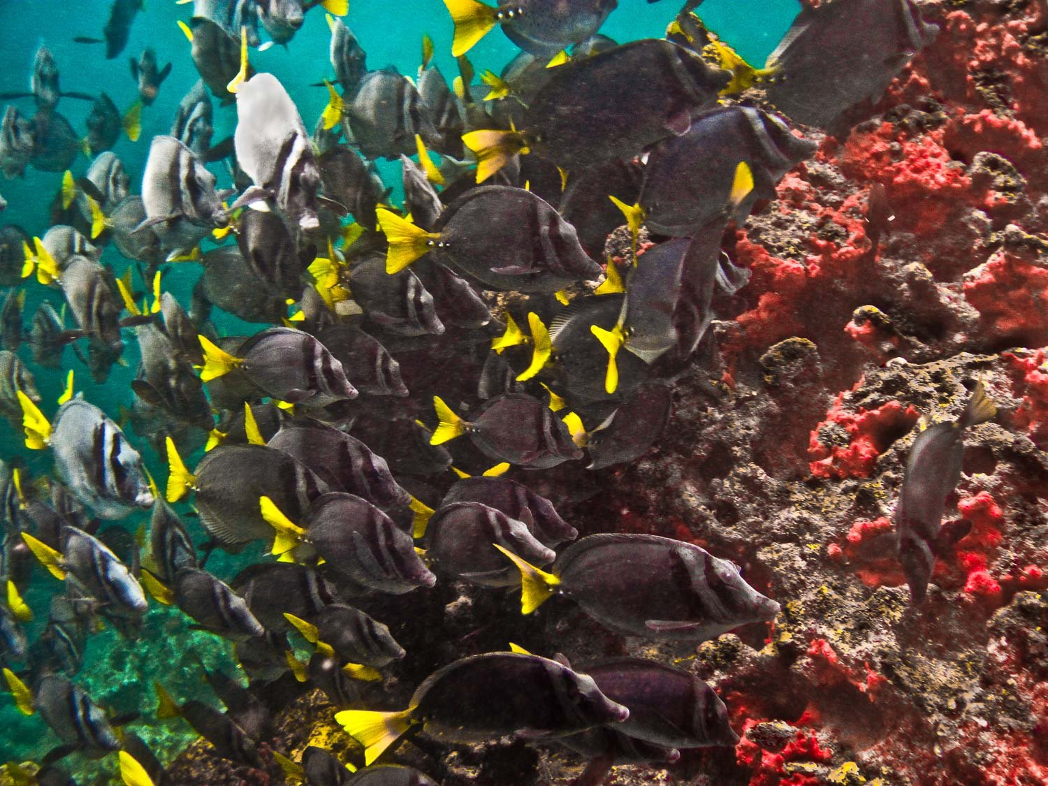 Yellowtail Surgeonfish