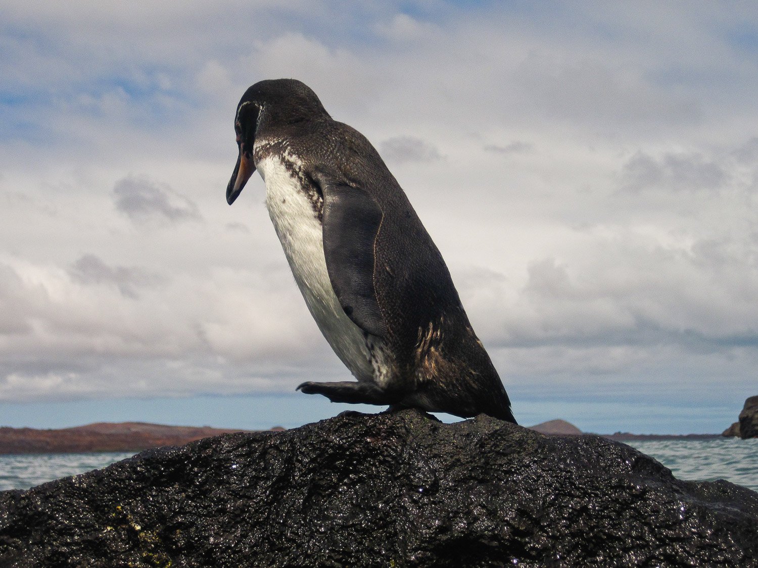 Galapagos Penguin