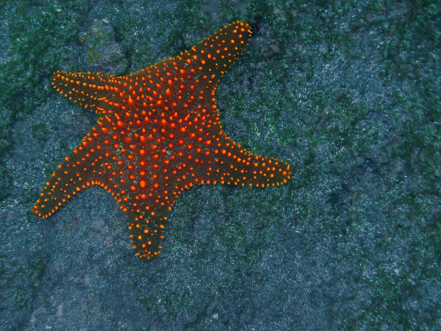 Starfish (Oreaster sp) Galapagos I
