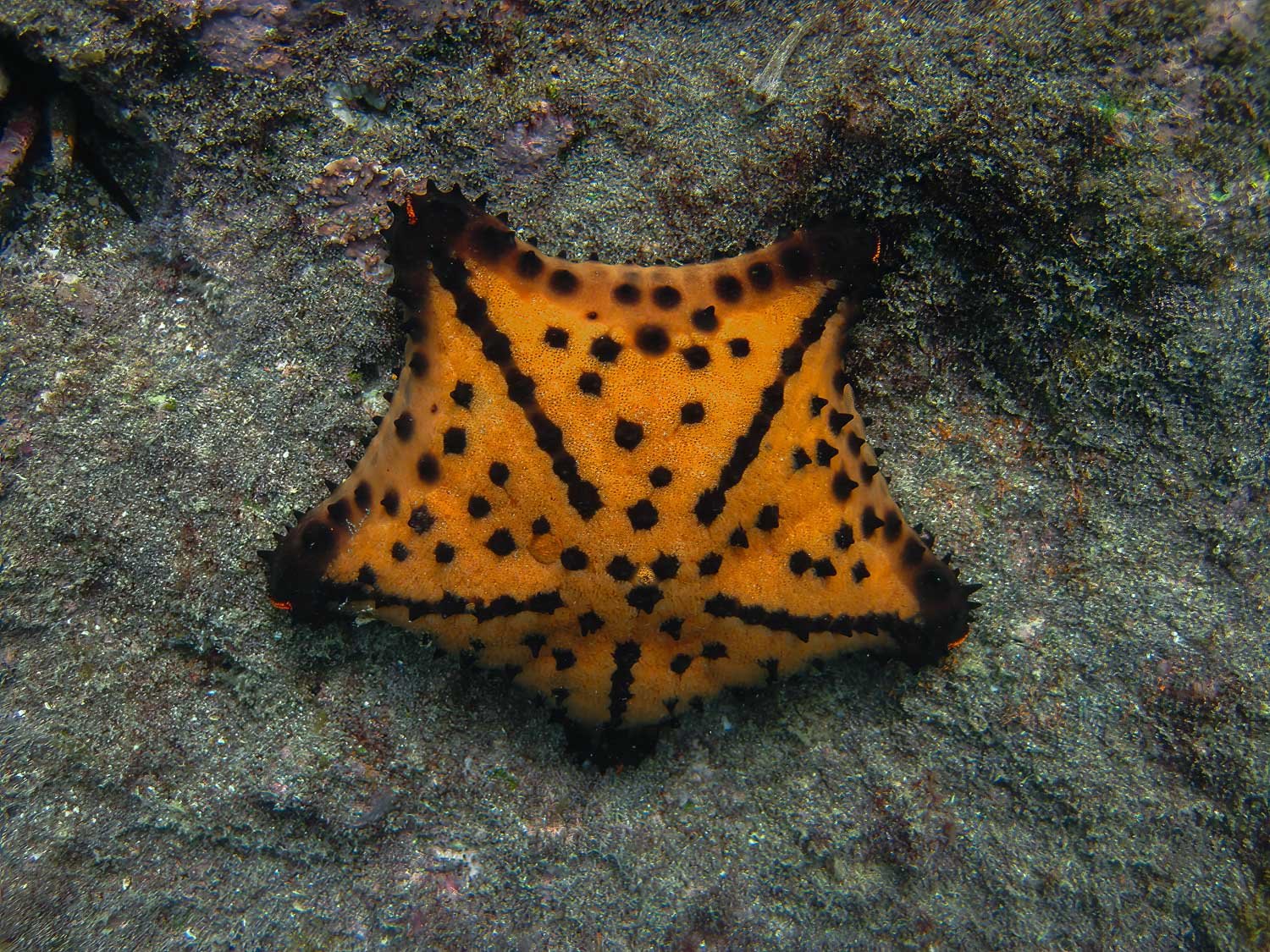 Chocolate Chip Starfish