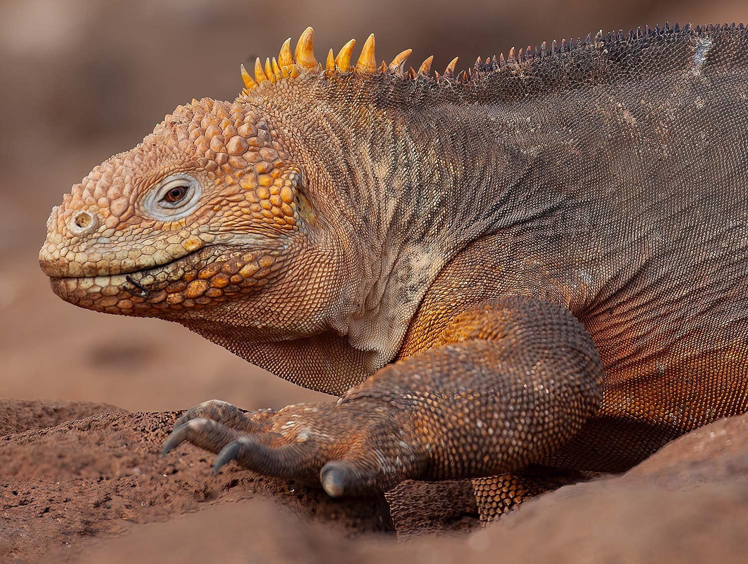 Land Iguana, North Seymour Is.