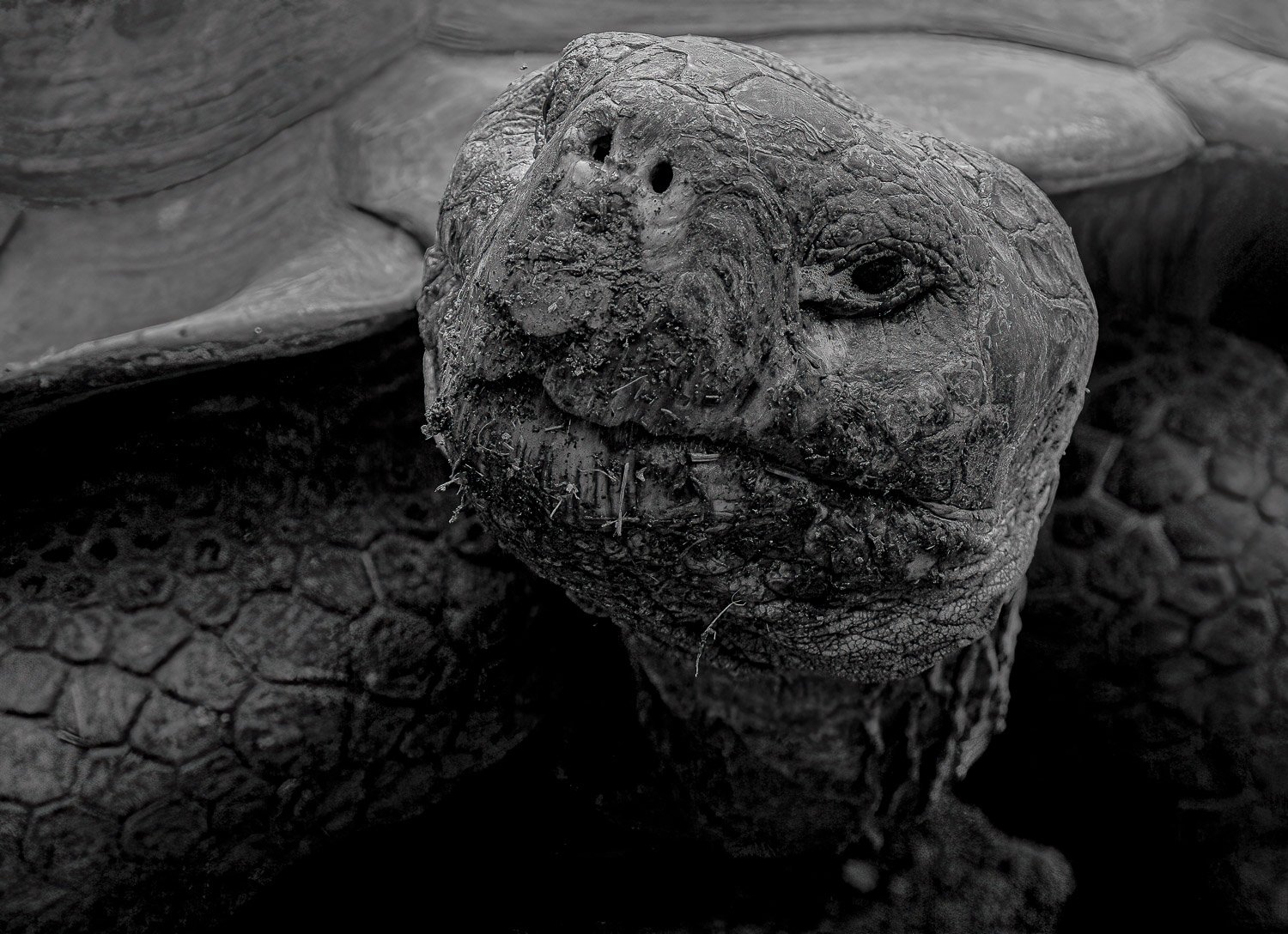 Galapagos Tortise