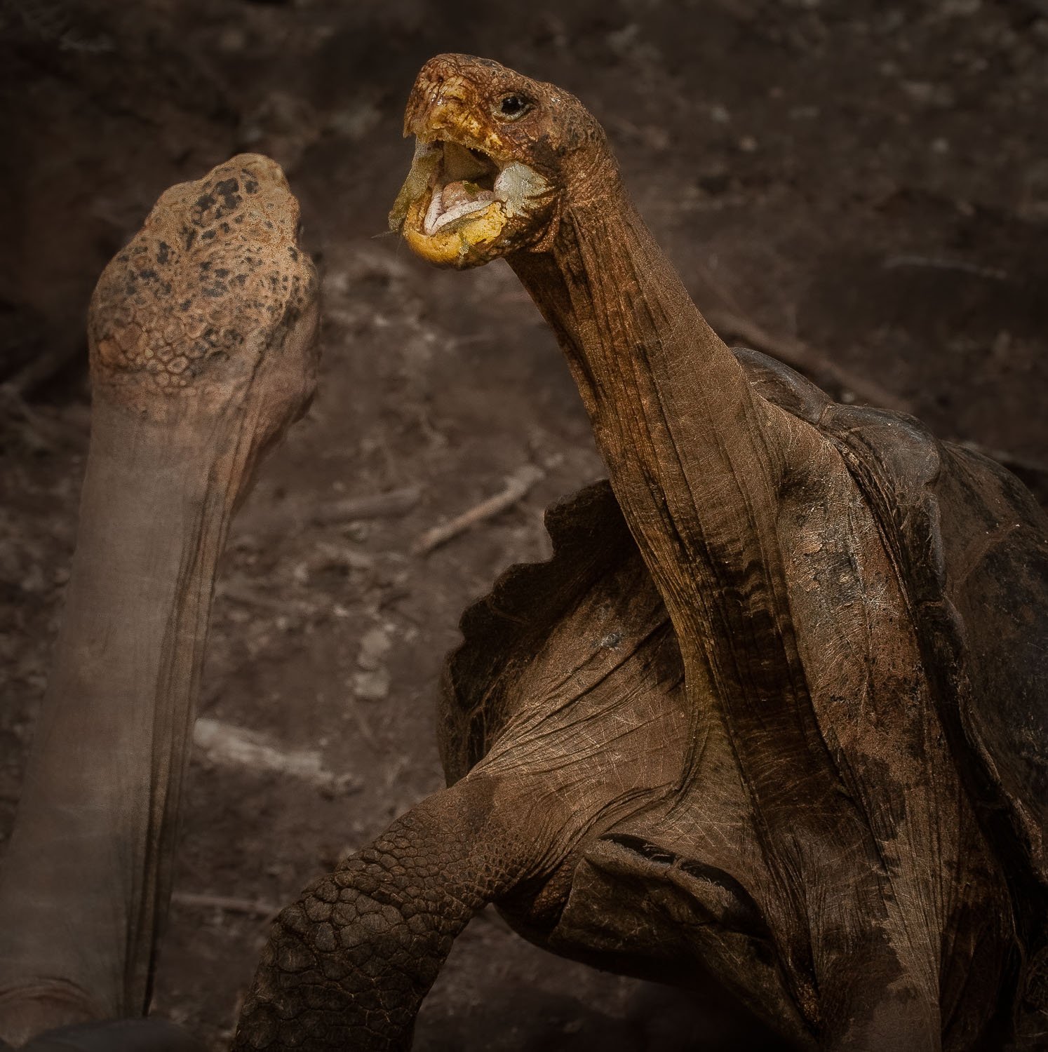 Food Fight, Galapagos Turtles