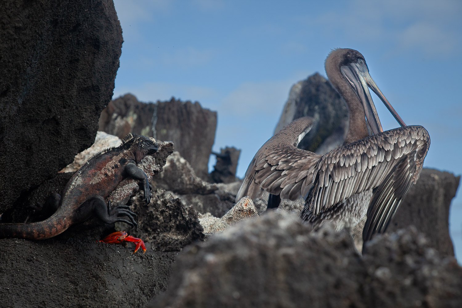 Pelican, Iguana and Sally Lightfoot