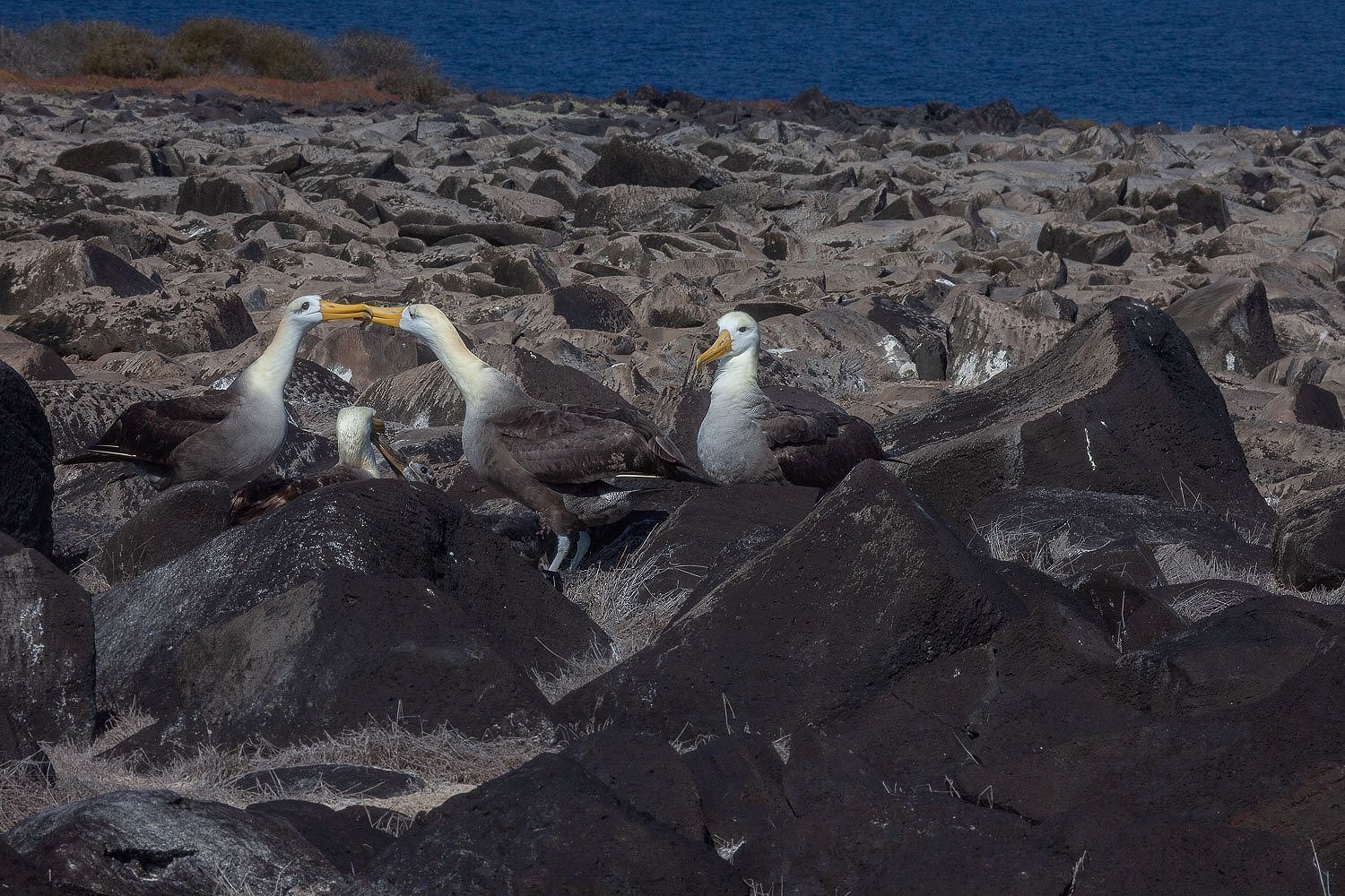 Canoodling, Waved Albatross