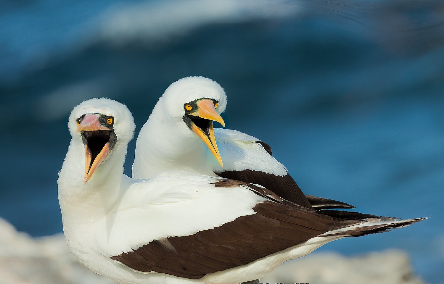 Nazca Boobys