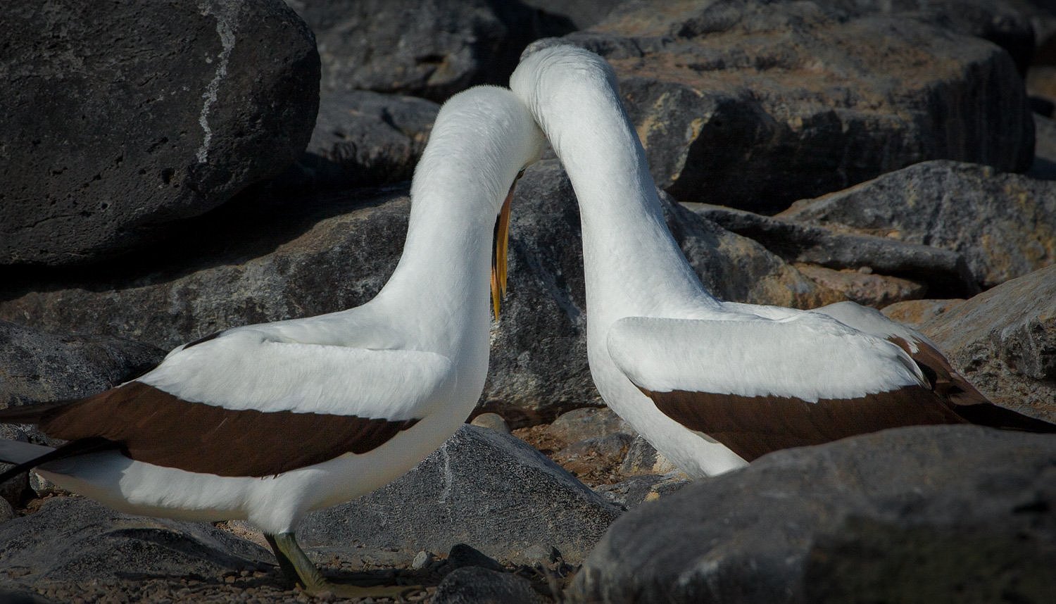 Lovers, Nazca Boobys