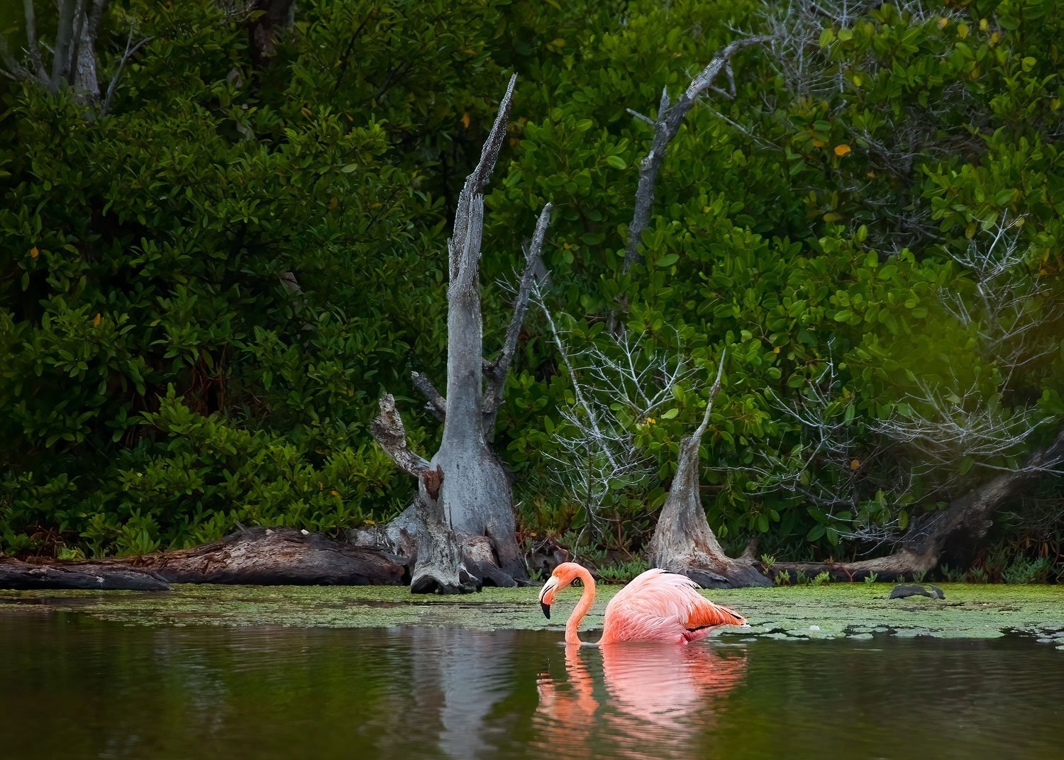 Flamingo, Swan Pose
