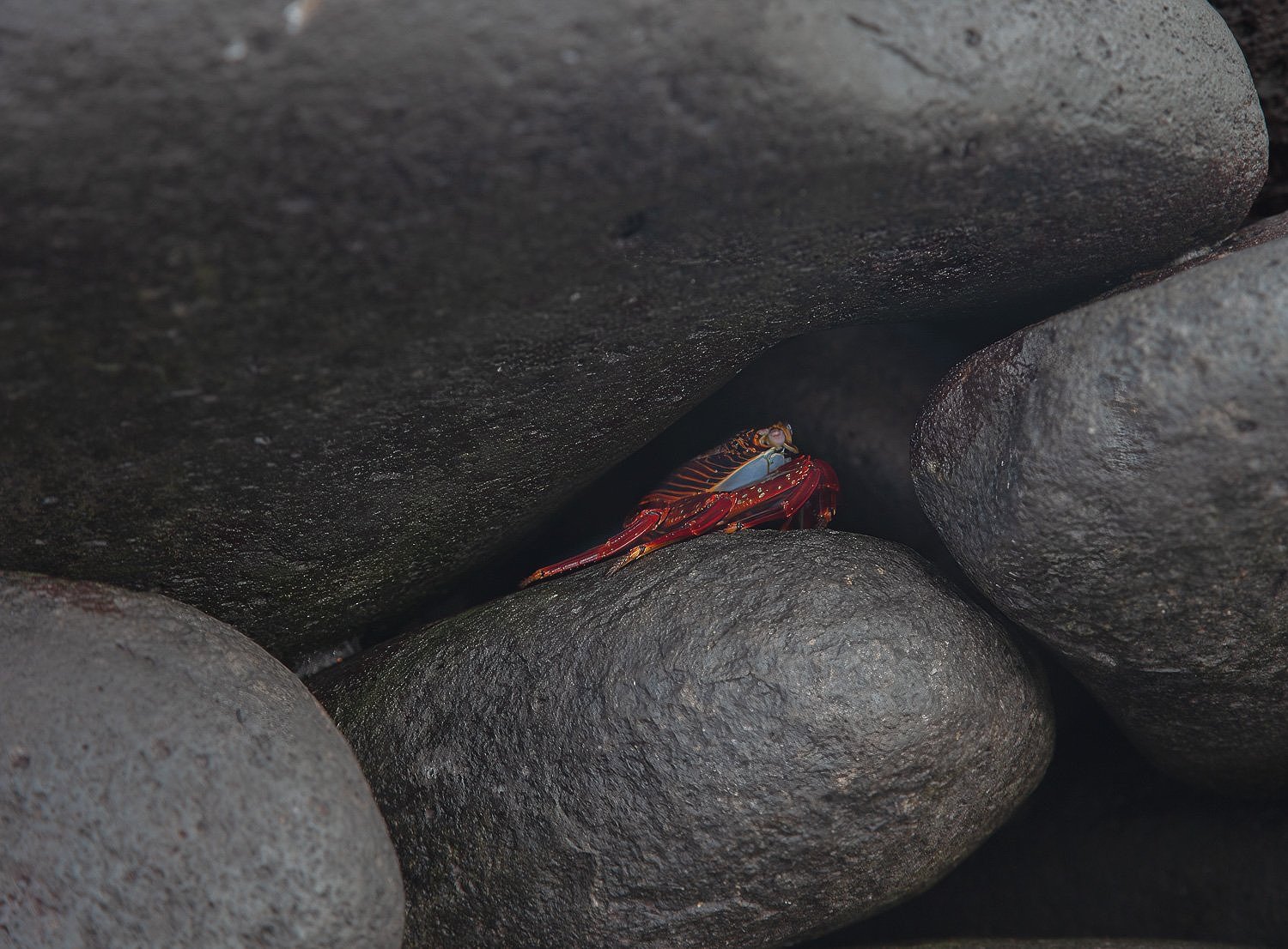 Sally Lightfoot, Crab