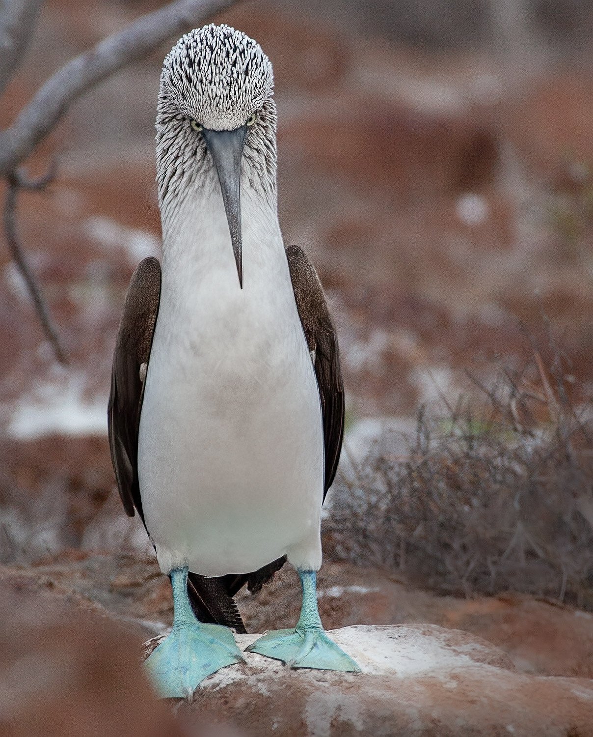 Imperious, Blue Footed Booby
