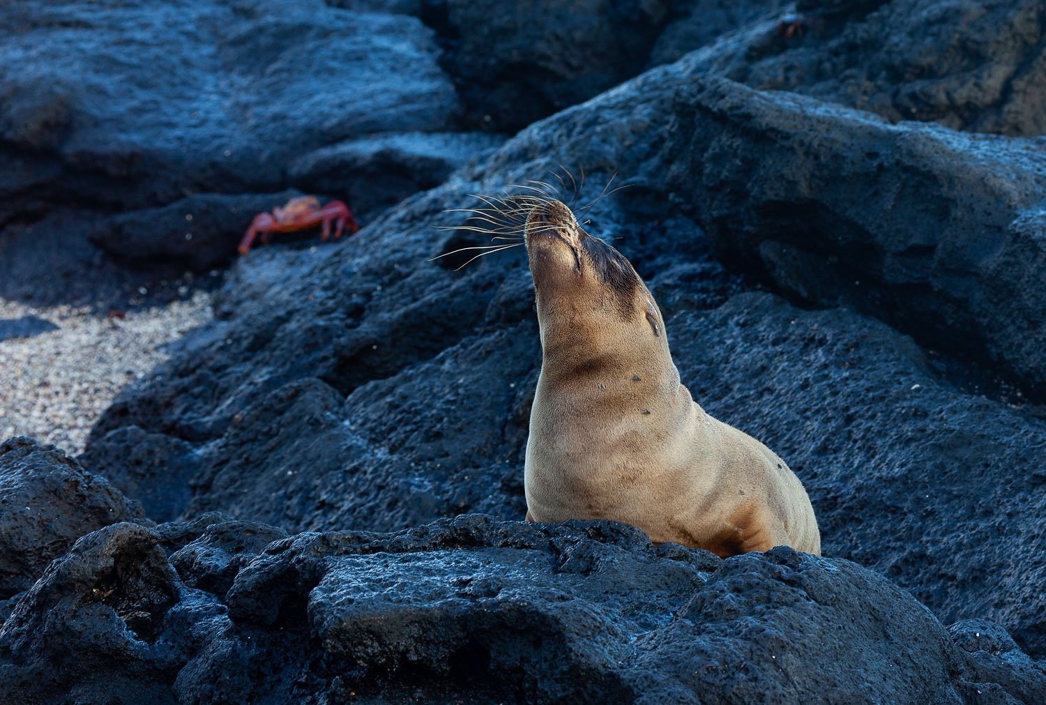 Wiskers in the Wind, Sea Lion