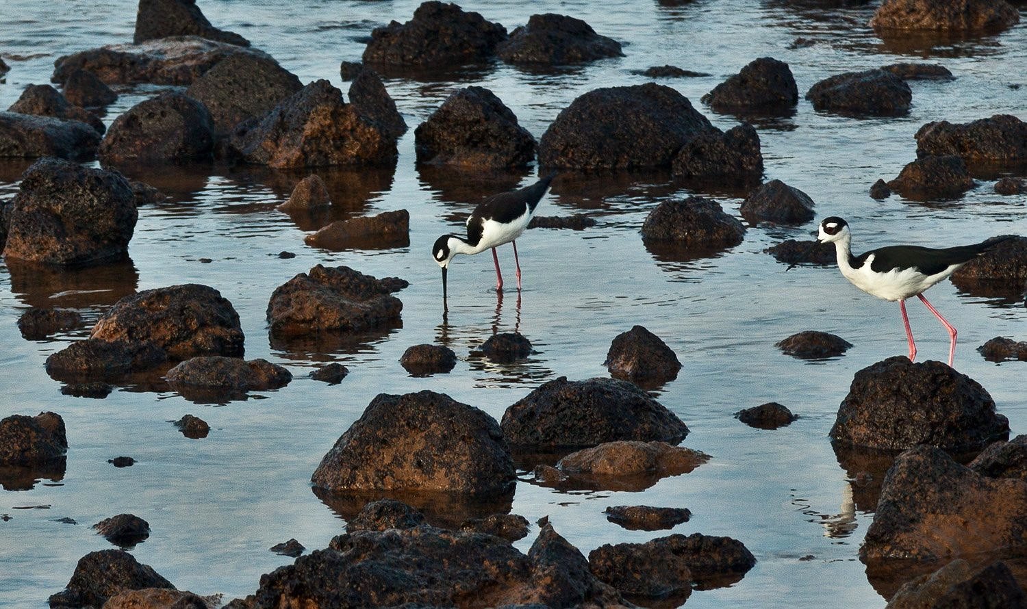 Black Necked Stilt