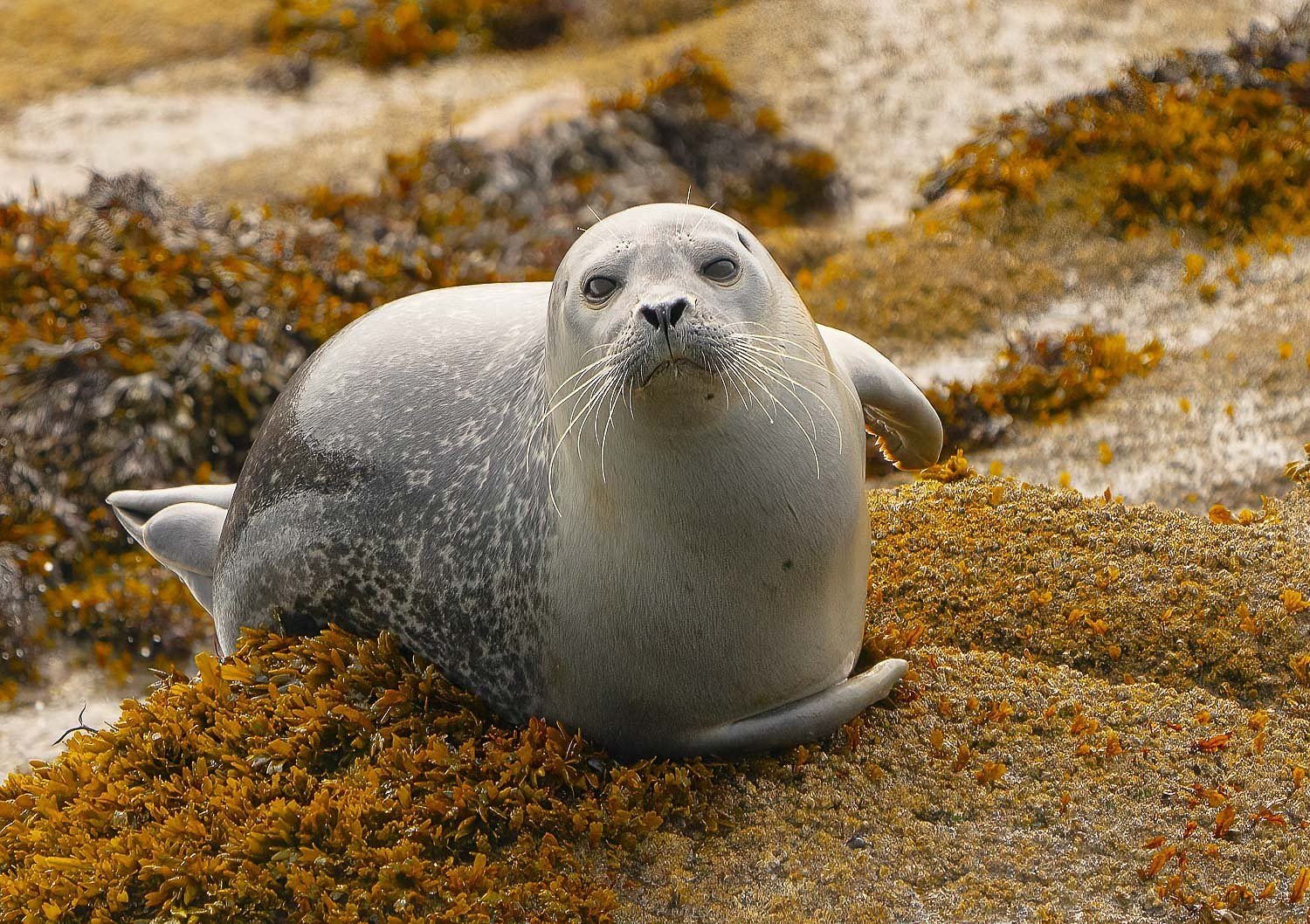 Harbor Seal, Maine