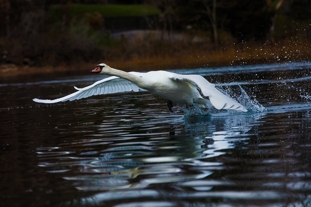  Swan Liftoff 