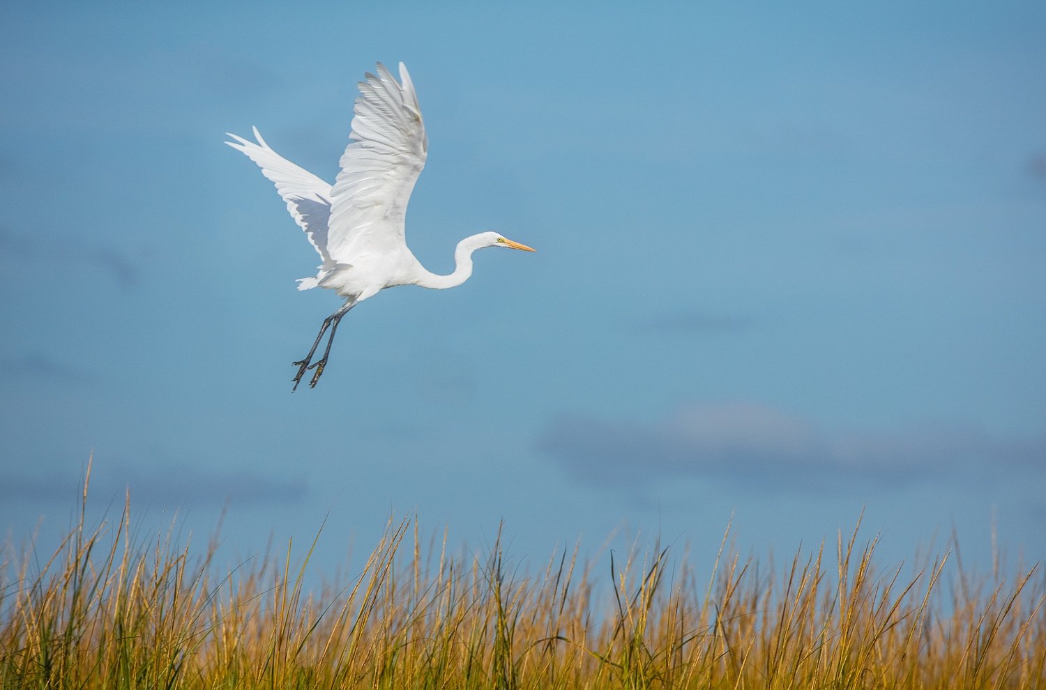  Great White Egret in flight 