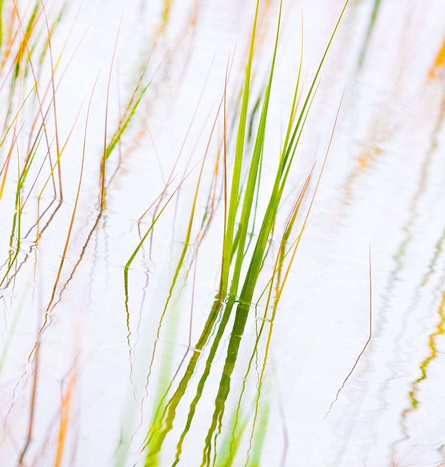  grass abstracts 