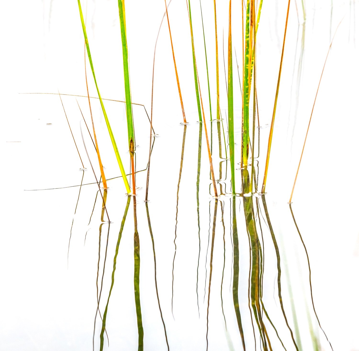  Grass abstracts 