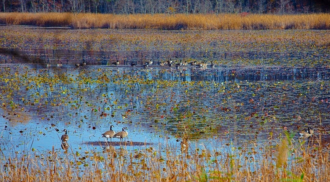 Geese, Thompson Pond Preserve, Pine Plains