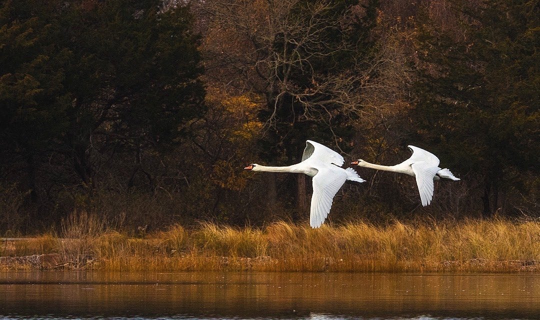 Swan Pair in Flight
