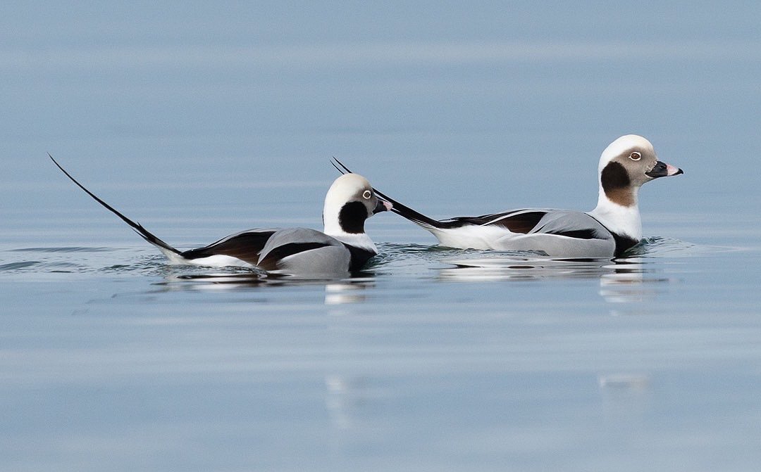 Long Tailed Ducks