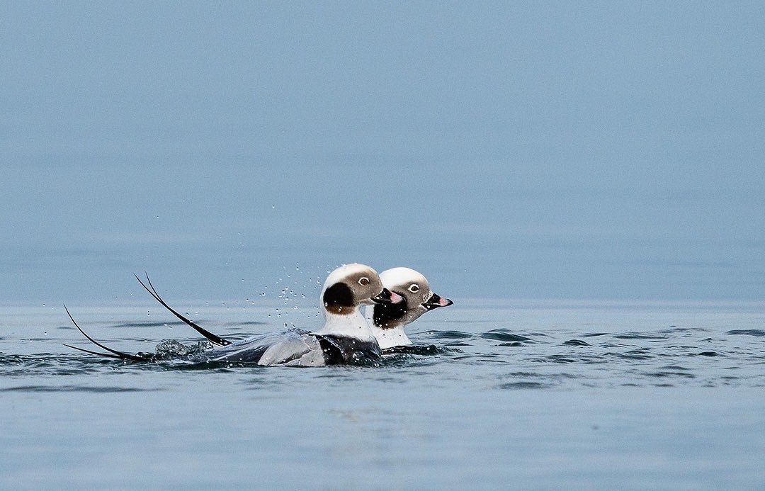 Long Tailed Ducks