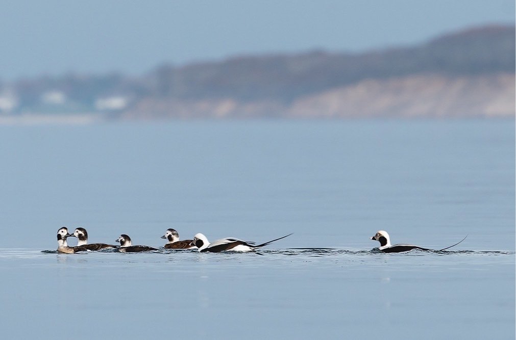 Long Tailed Ducks