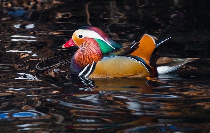 Male+Mandarin+Duck+in+black+water%2C+tappan+NJ+8370.jpg